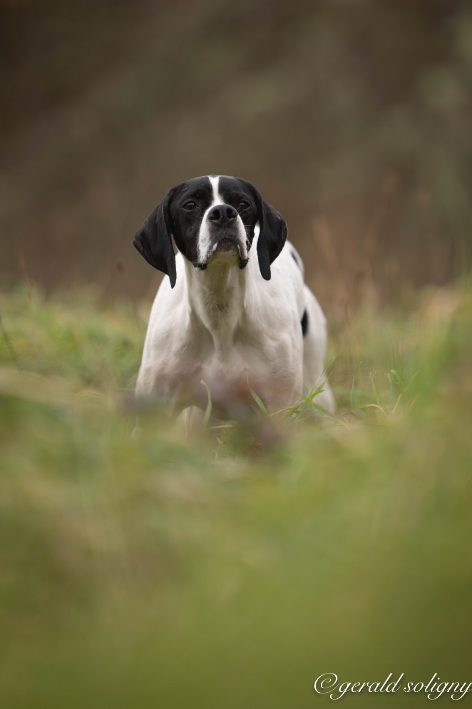 TR. Suki Des Plaines De Berloch