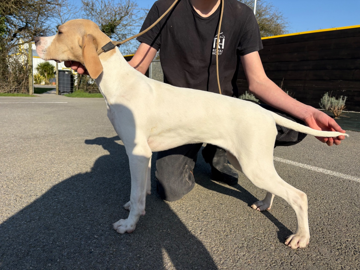 Athena Des Plaines De Berloch