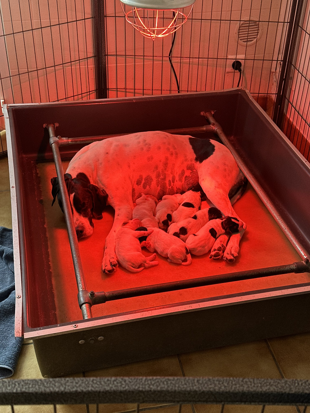 Chiot Pointer Du Bois Joalland