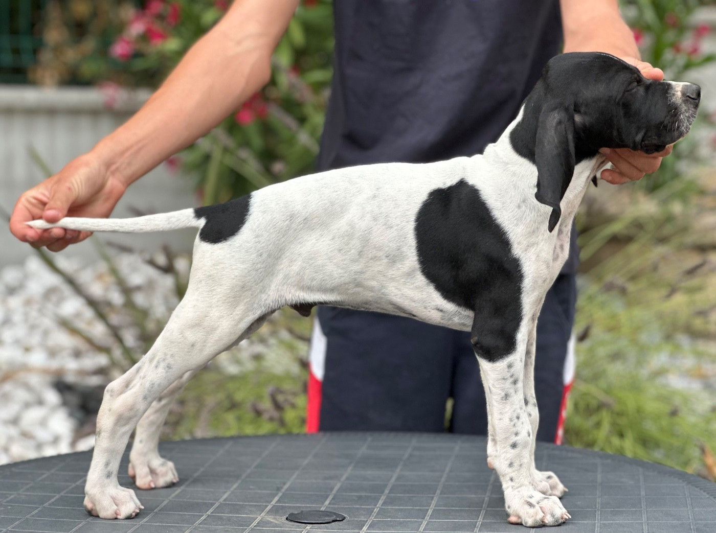 Du Bois Joalland - Chiots disponibles - Pointer