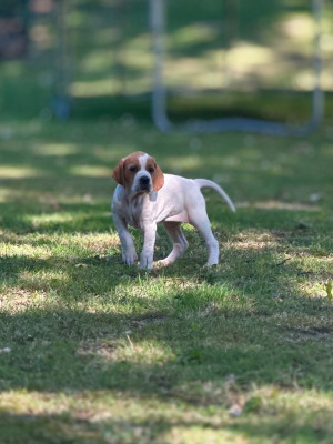 CHIOT 1