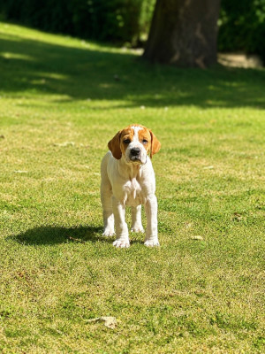 CHIOT 2