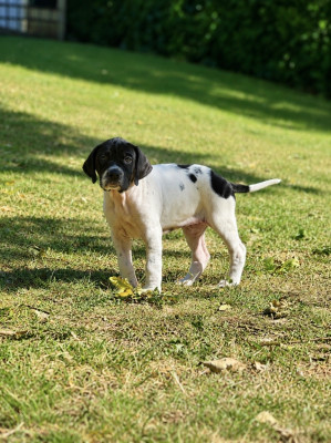 CHIOT 3