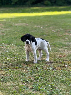 CHIOT 4