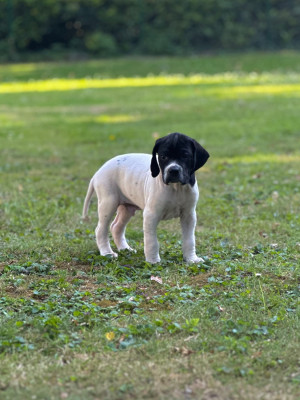 CHIOT 6