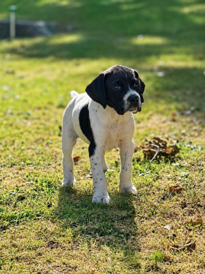 CHIOT 7